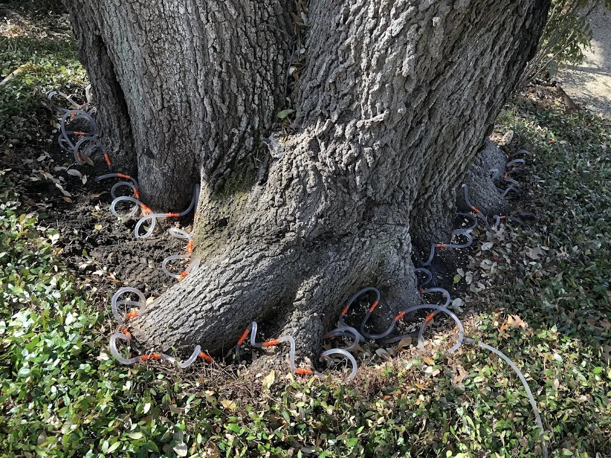 Detailed Tree Cabling and Bracing job site in Jesup