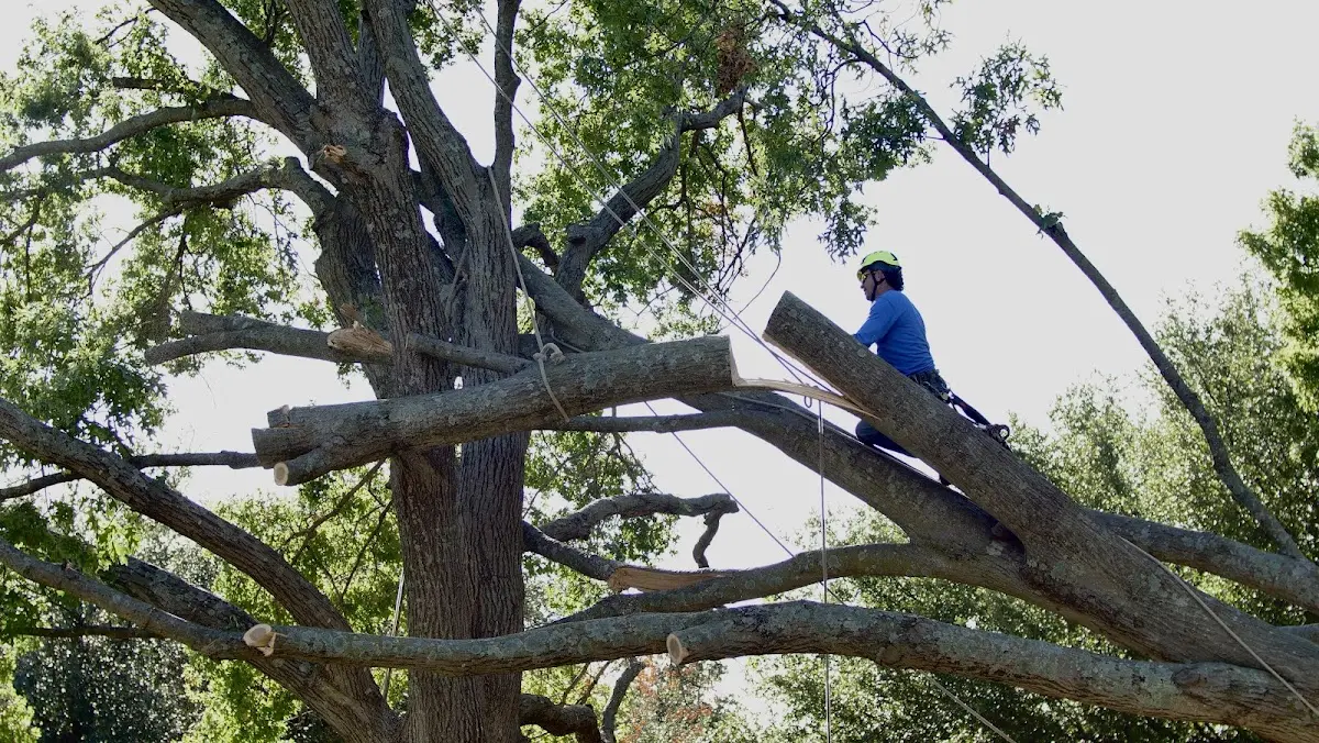 Professional Hazardous Tree Removal performed by certified arborists in Jesup